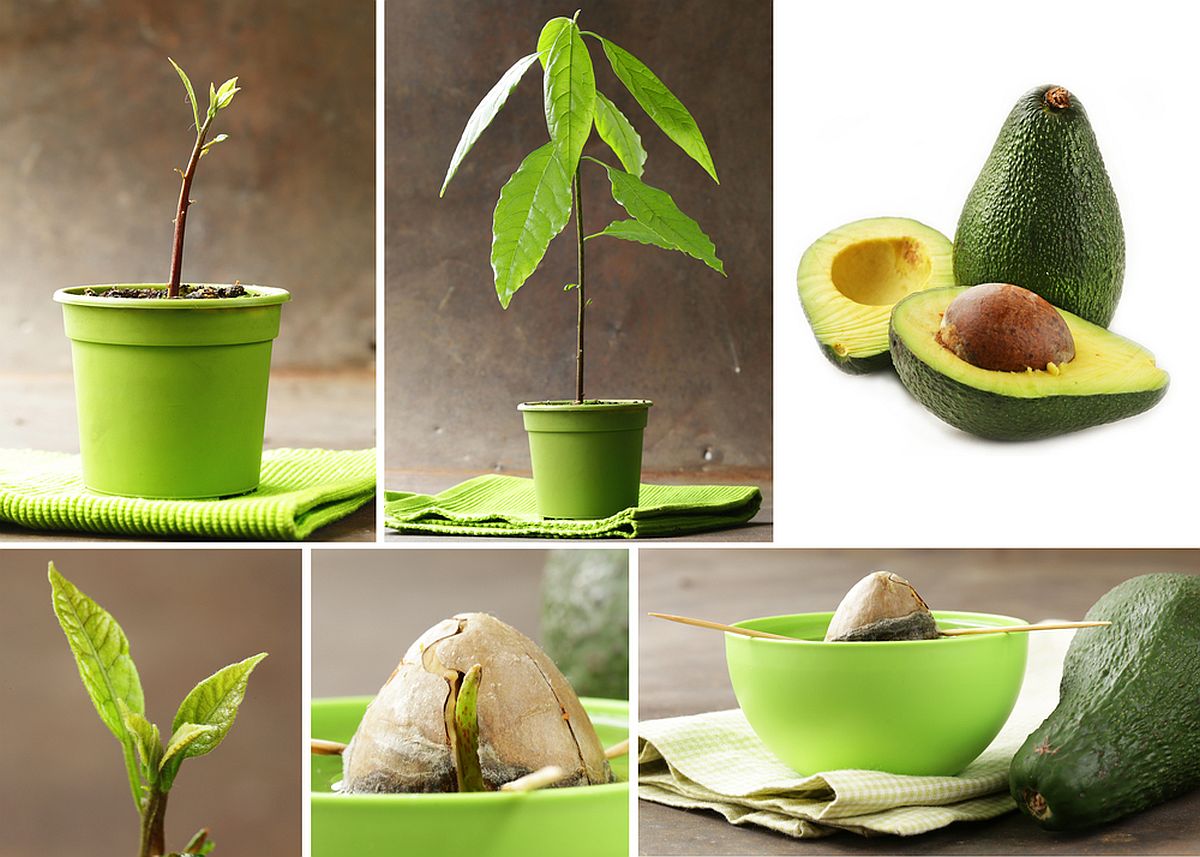 Îngrijire avocado în ghiveci: Colaj cu mai multe fotografii cu avocado plantat în ghiveci, sîmbure de avocado la înrădădcinat în apă, frunze de avocado și fruct de avocado tăiat în dpuă.