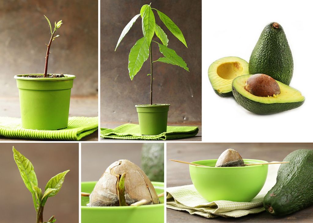 Îngrijire avocado în ghiveci: Colaj cu mai multe fotografii cu avocado plantat în ghiveci, sîmbure de avocado la înrădădcinat în apă, frunze de avocado și fruct de avocado tăiat în dpuă.