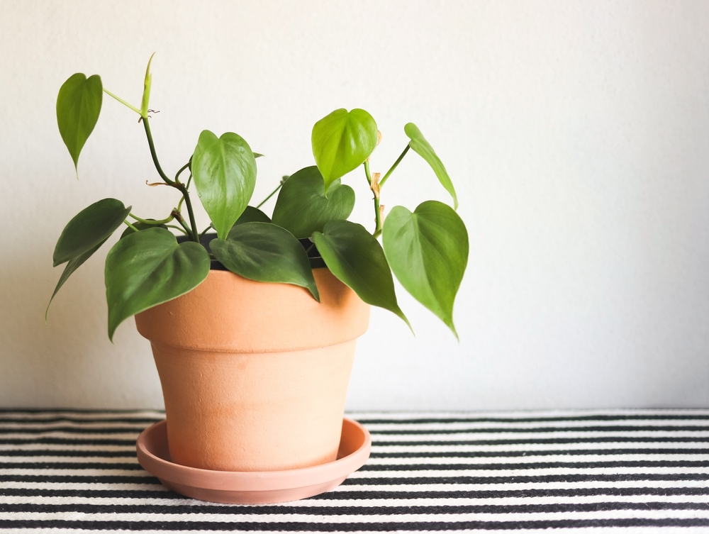 Plante care atrag dragostea: Un philodendron cu frunze de inimă într-un ghiveci de teracotă, pe o masă cu lungi albe și negre în fața unui perete alb.