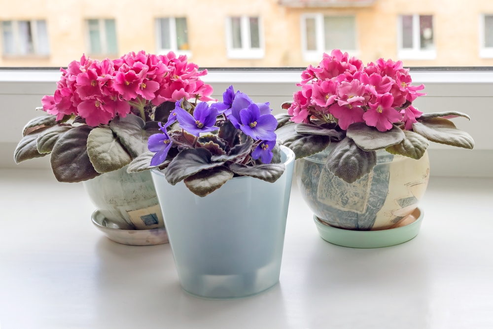 Două violete africane roz și una mov pe pervaz în lumină indirectă.
