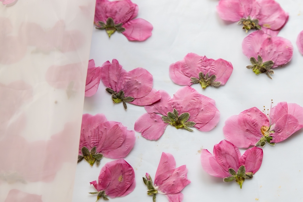 conservare flori naturale roz de piersic prin presare