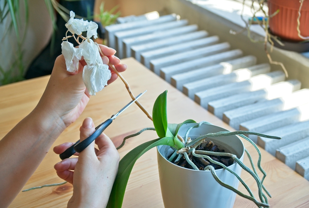 O femeie taie cu foarfece florile trecute ale unei orhidee într-un ghiveci alb.