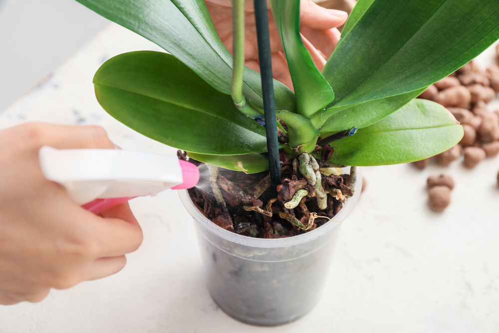 Îngrijirea orihideelor: o persoană udă cu un pulverizator substratul unei orhidee fără flori în ghiveci transparent.