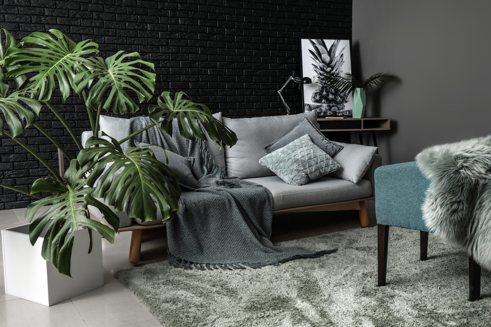 O plantă monstera deliciosa lângă o canapea gri dintr-un living în stil modern, în nuanțe neutre reci și perete de accent negru.