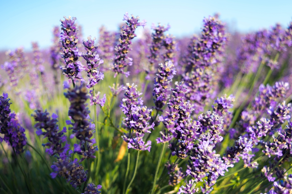 flori de lavanda ingrijire toamna