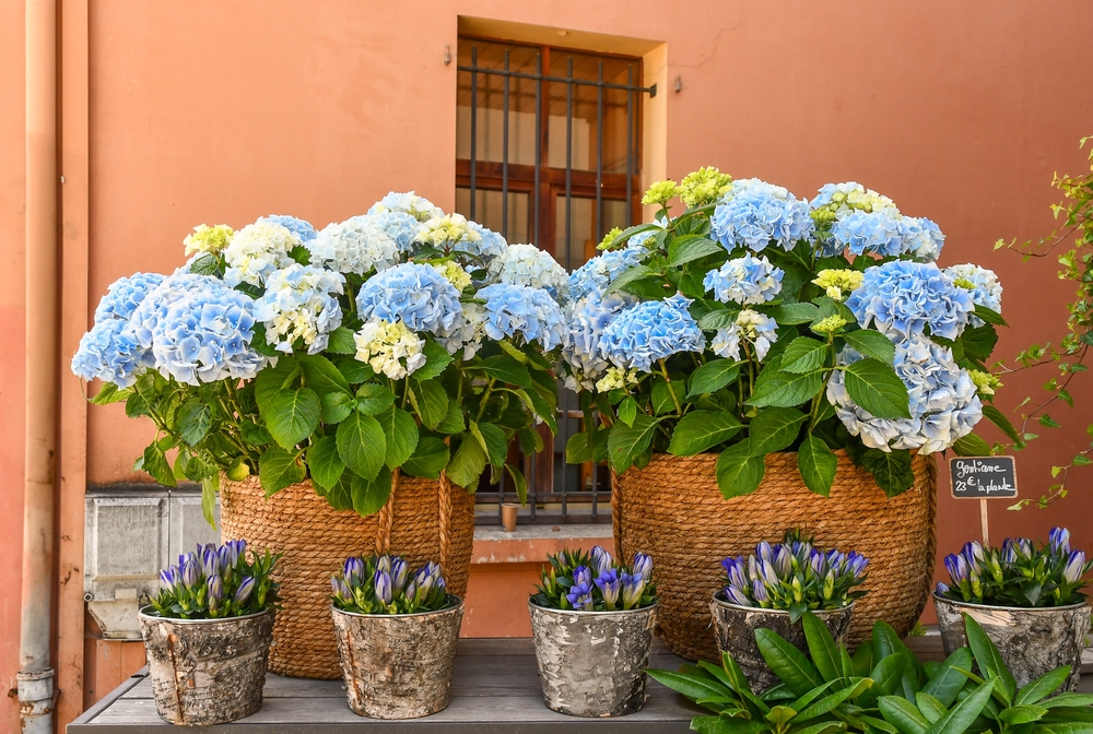 hortensii alba albastre la ghiveci langa o casa