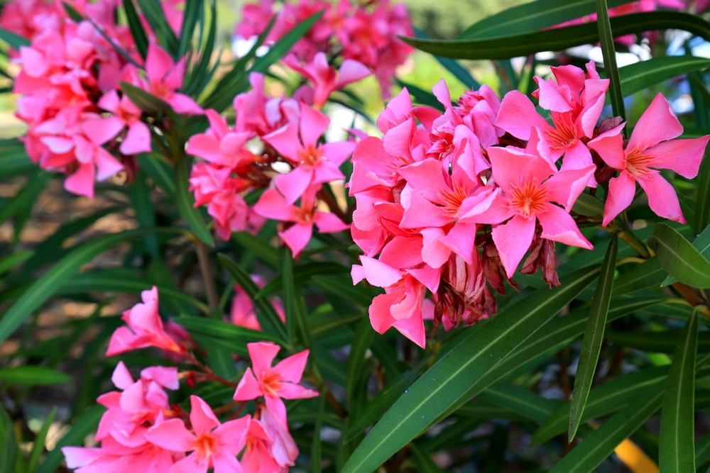 leandru cu flori roz planta aducatoare de ghinion