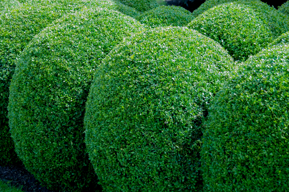Gard viu de buxus toaletat în forme sferice.
