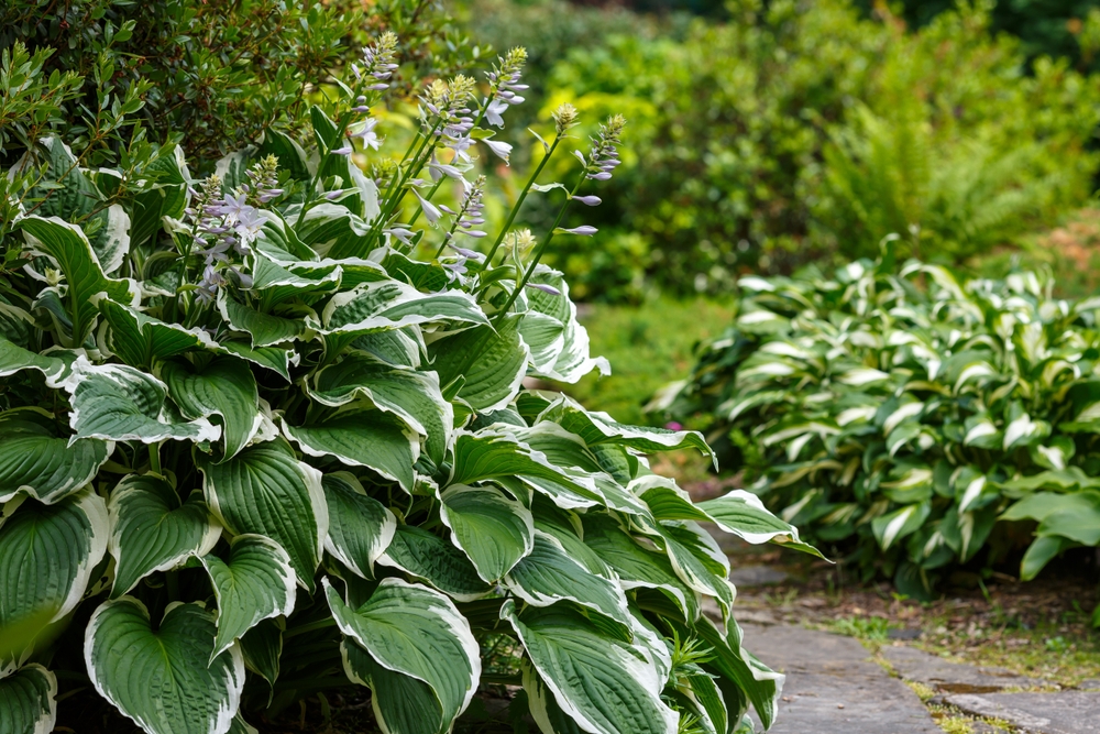 Hosta bicoloră înflorită într-o grădină primăvara.