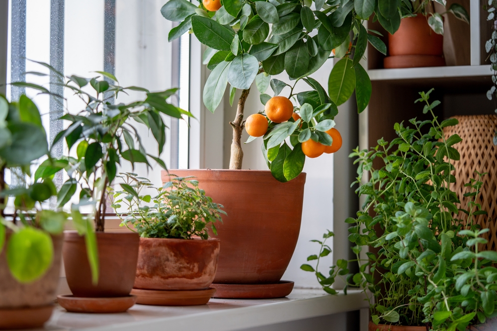 portocal in ghiveci in casa alaturi de alte plante in ghivece