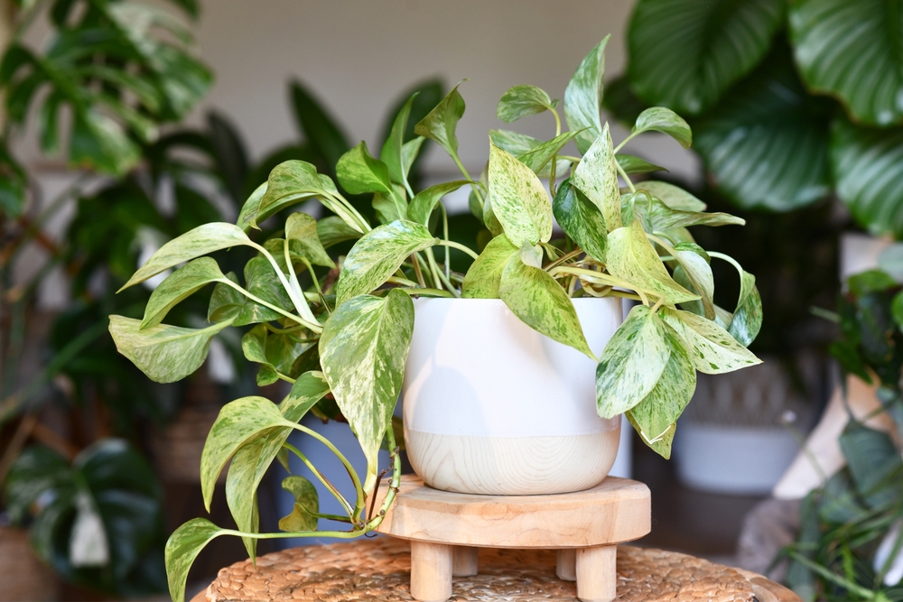 Epipremnum aureum iedera diavolului in ghiveci pentru a fi pusa in baie