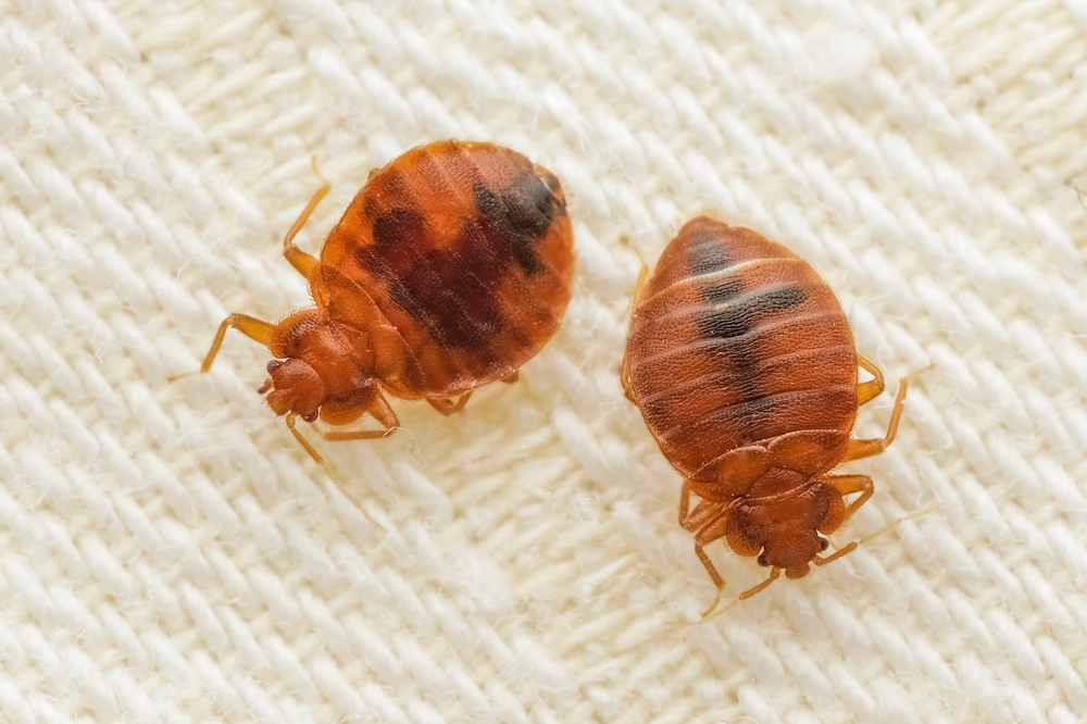 plosnite de pat semne infestare detaliu insecte