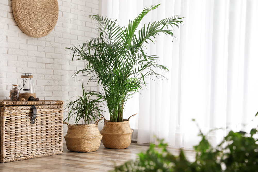 Plante interior mari: Doi palmieri, unul mic și unul mare, în ghivece decorative din ratan pe podea din lemn natur, lângă o fereastră cu draperie albă diafană.