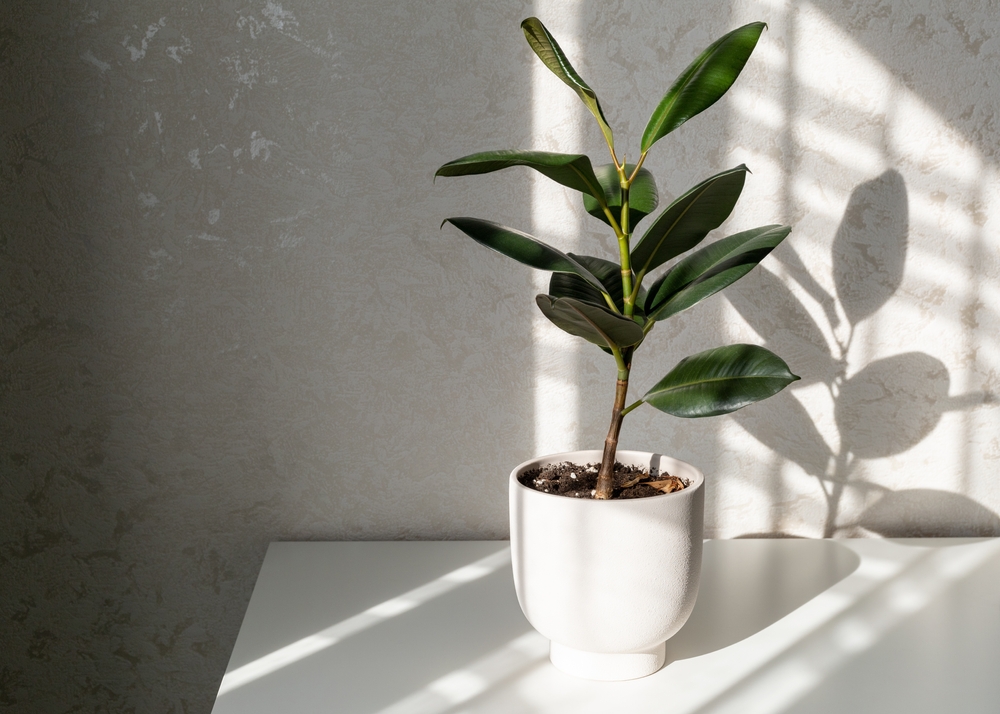 arbore de cauciuc ficus elastica in casa in ghiveci in lumina soarelui