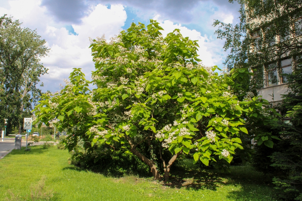 Catalpa la maturitate in gradina