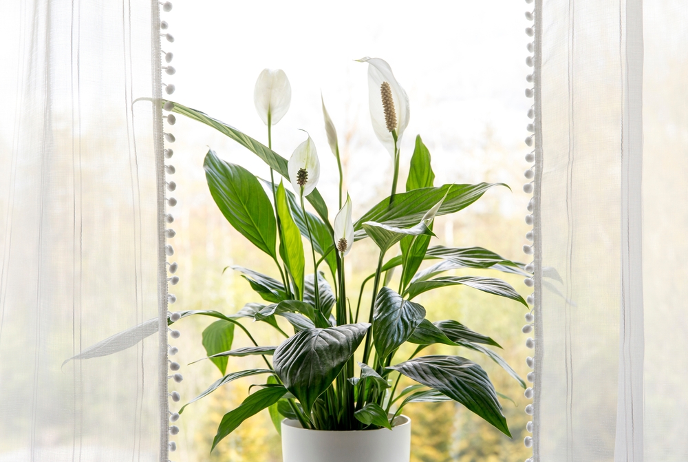 crinul pacii planta de interior la geam in casa