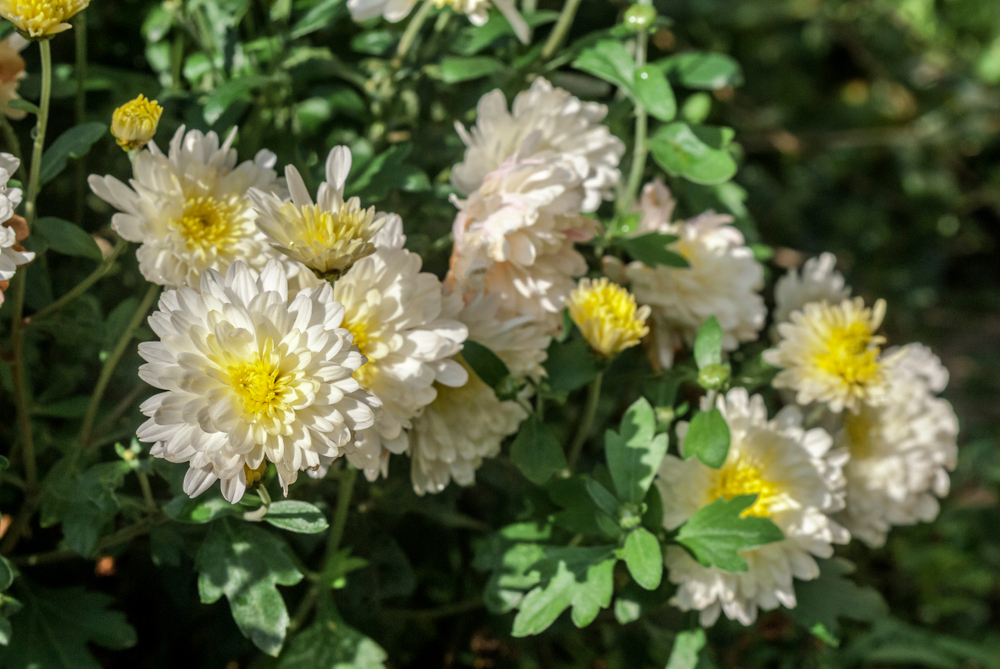 crizantema alba buchet in razele soarelui