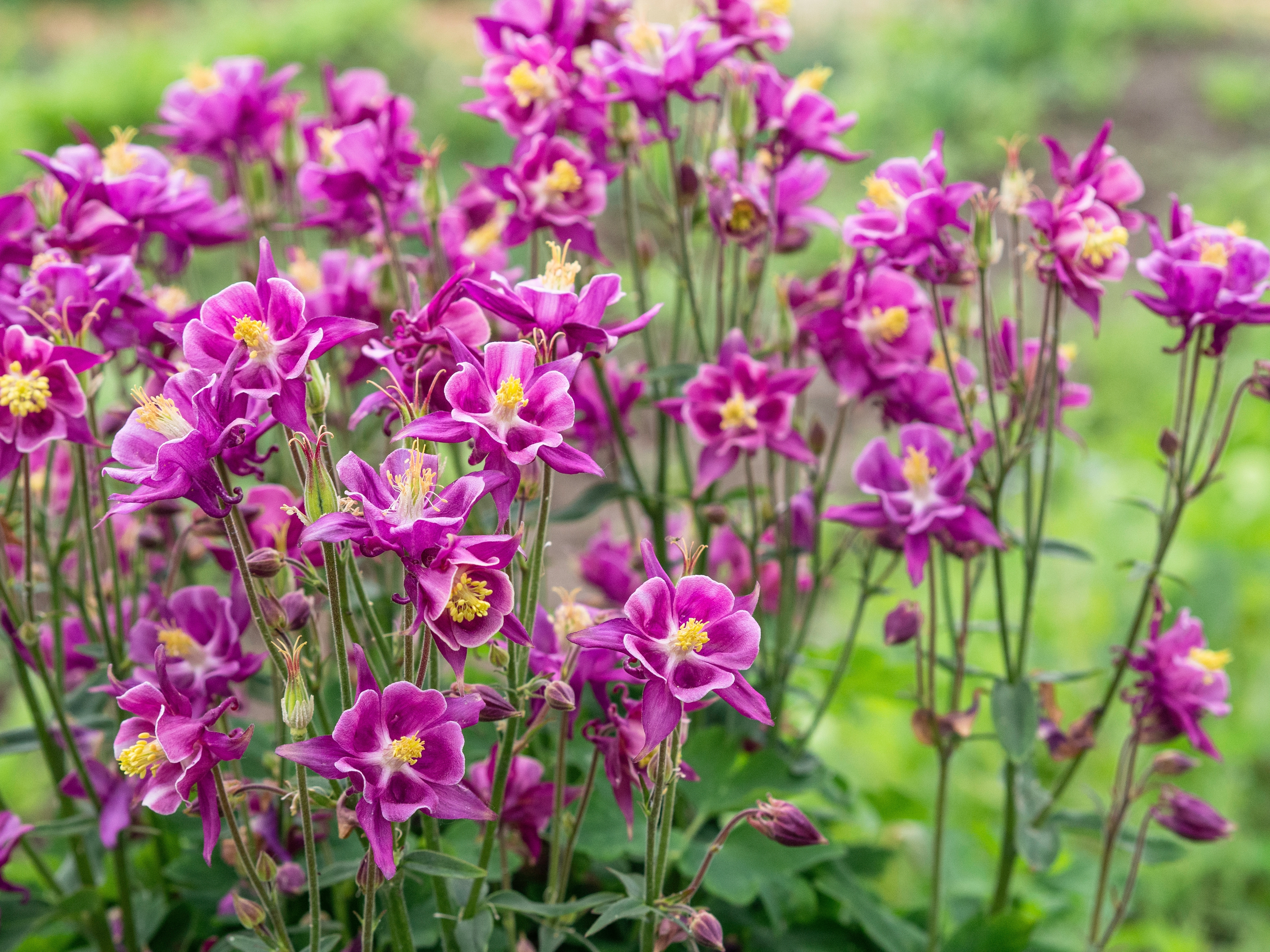 flori caldaruse mov inflorite in gradina verde