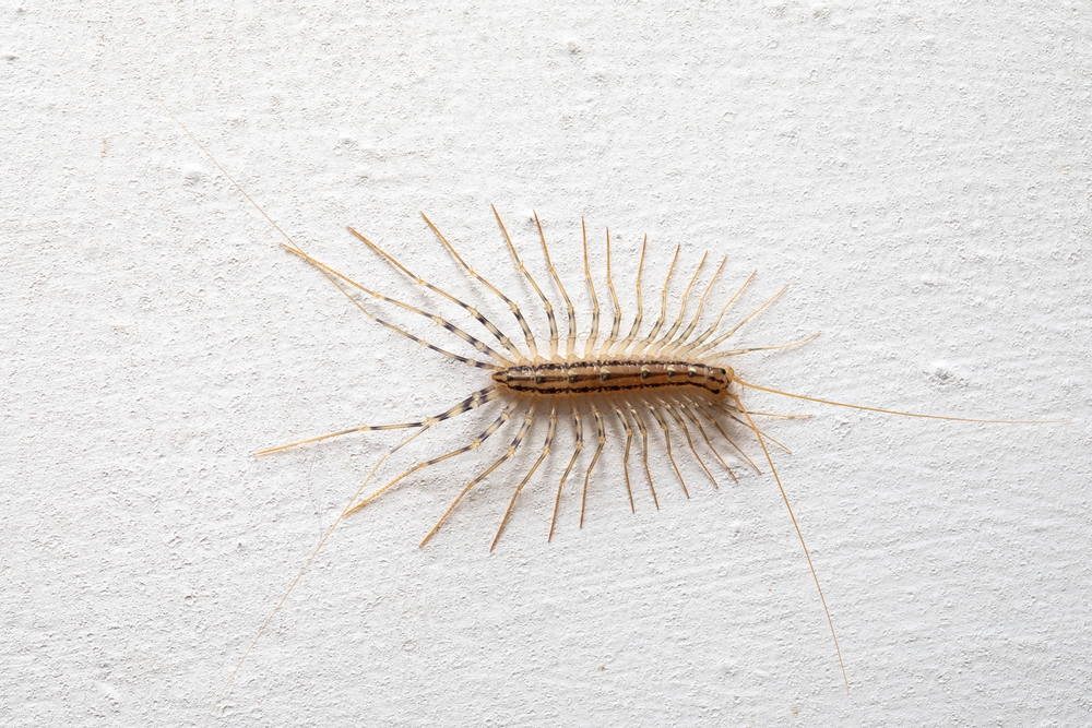 gandac cu multe picioare Scutigera coleoptrata in casa