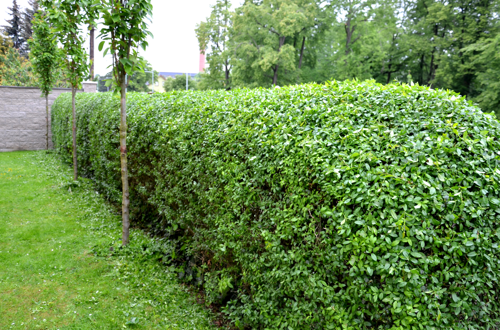 gard viu verde din lemn cainesc in curte sau gradina cu peluza verde