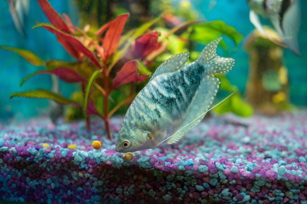 gourami peste acvariu