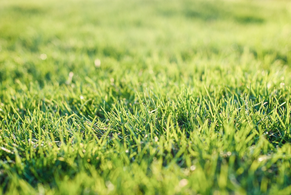 gazon verde curte crestere neuniforma