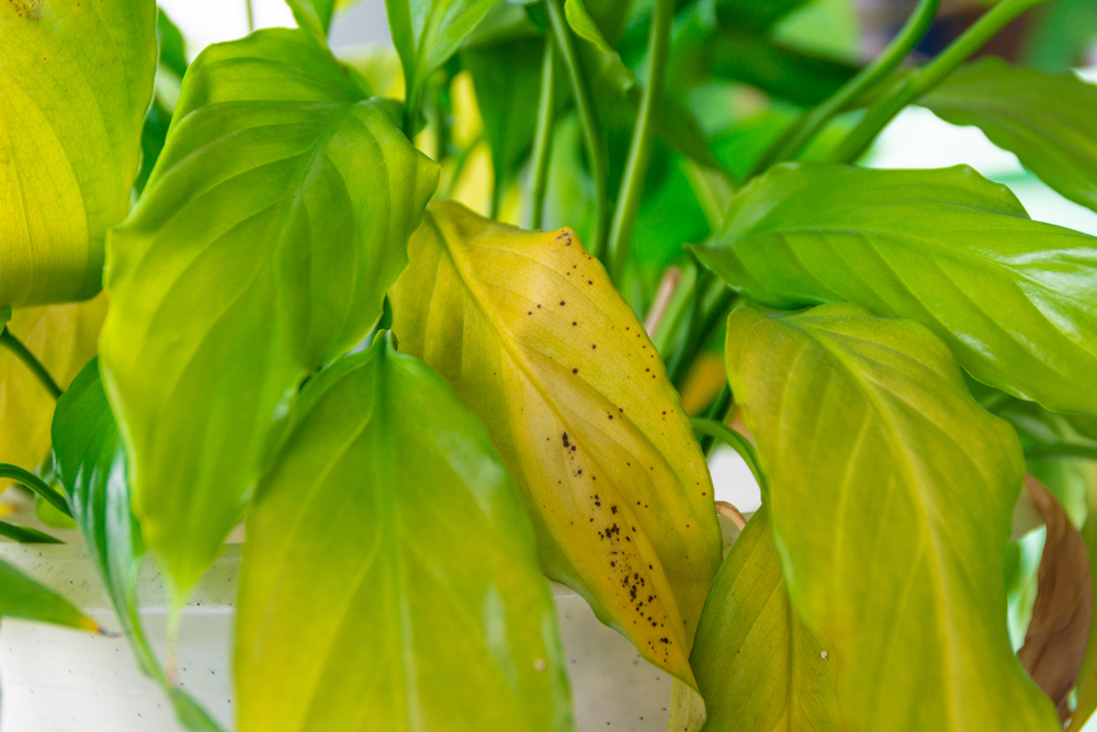planta de interior afectata de daunatori cu frunze galbene