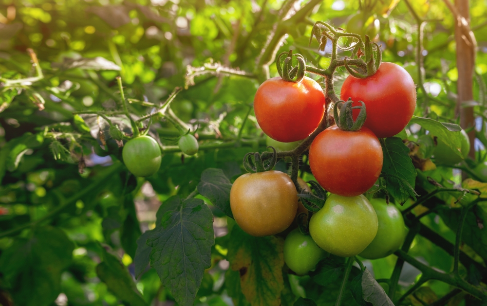 rosii in gradina coapte si verzi perioada plantare