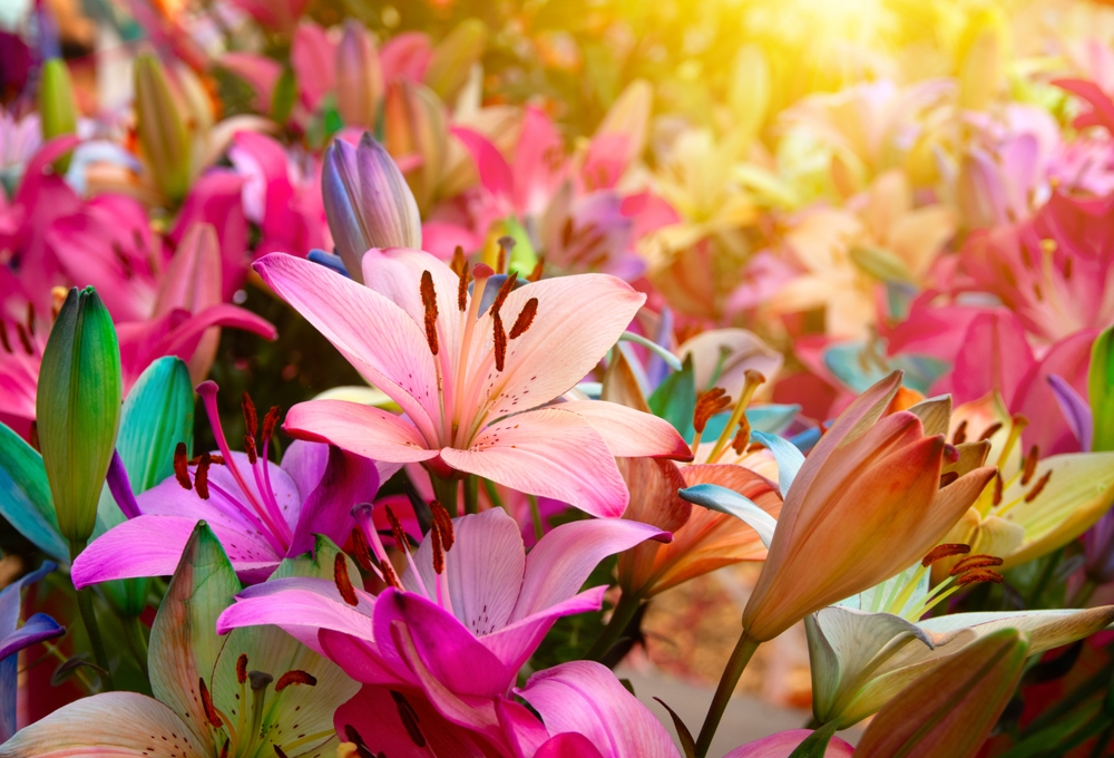 O mulțime de crini cu diverse nuanțe de roz în lumina caldă a soarelui.
