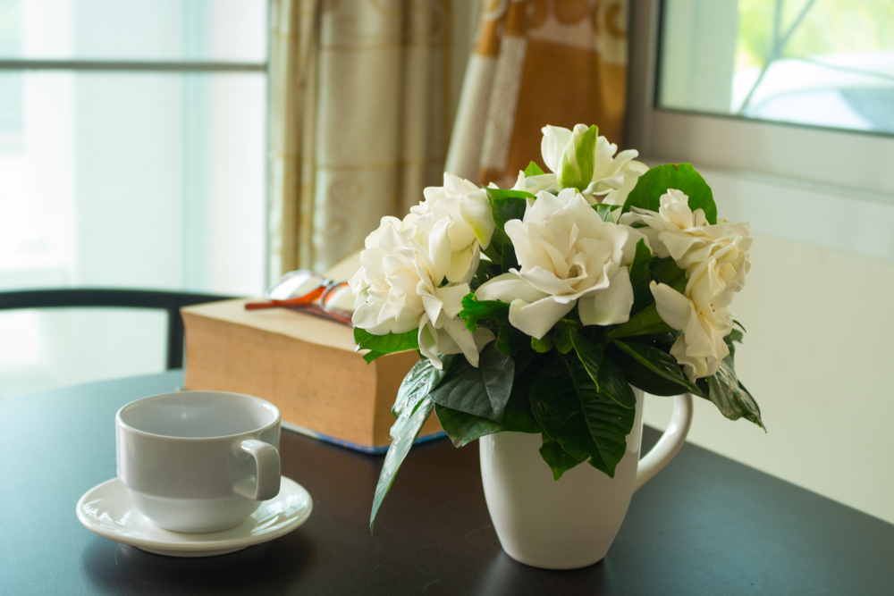 Plante interzise în dormitor: Gardenie în ghiveci alb pe o măsuță de cafea neagră, alături de o ceașcă de cafea sau ceai și o carte.