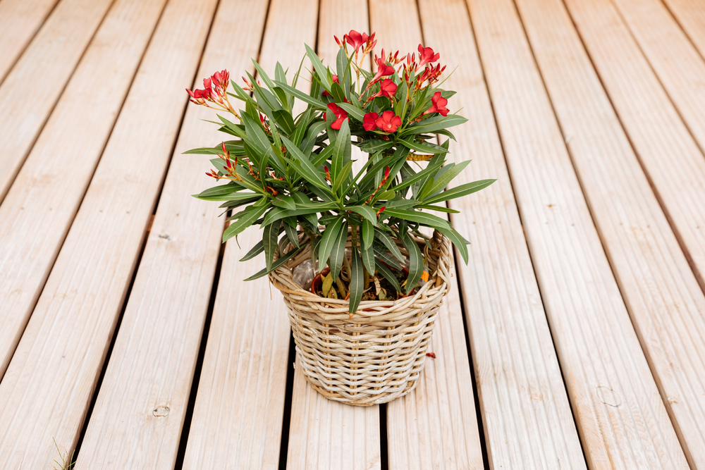 Un ghiveci din nuiele împletite cu un leandru mic cu flori roșii pe o podea din lemn natur. 