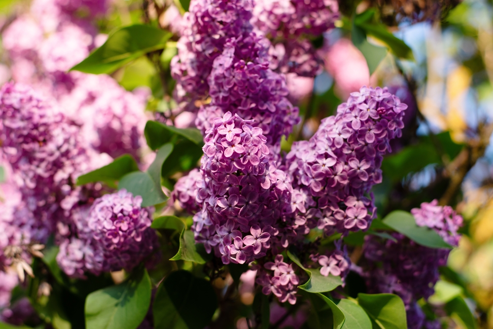 arbore liliac mov in curte inflorit