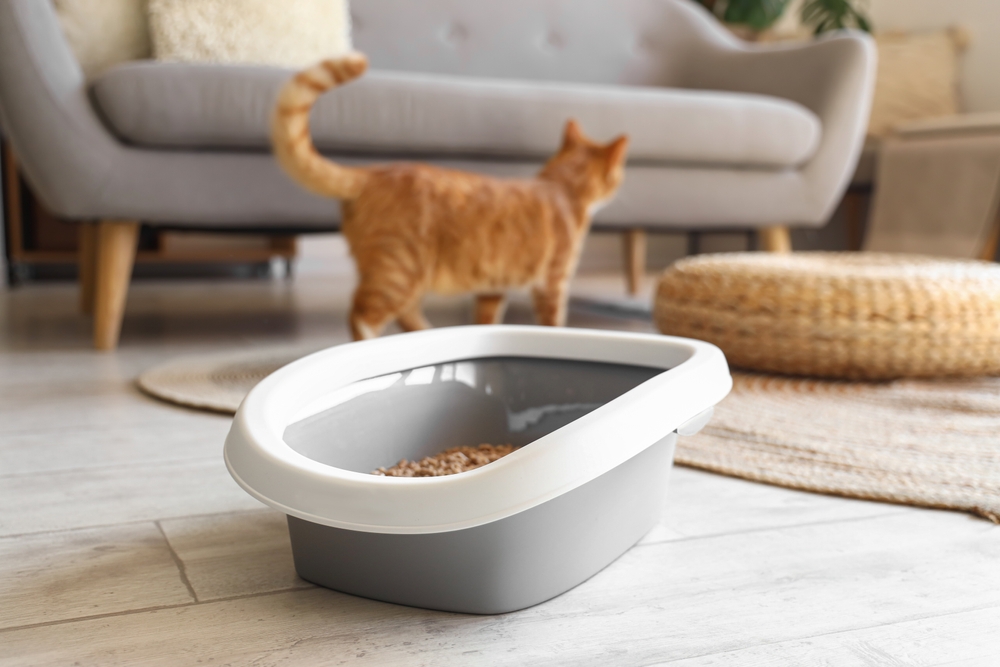 litiera pisica in casa loc de asezare