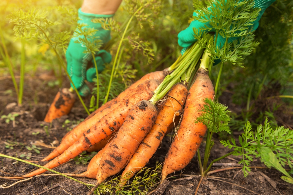 cultivare morcovi in gradina de catre femeie cu manusi albastre