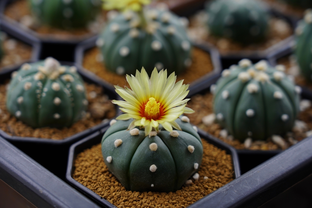 Tipuri de cactuși de apartament: Astrophytum cu floare galbenă într-un ghiveci, alături de alți cactuși Astrophytum neînfloriți.