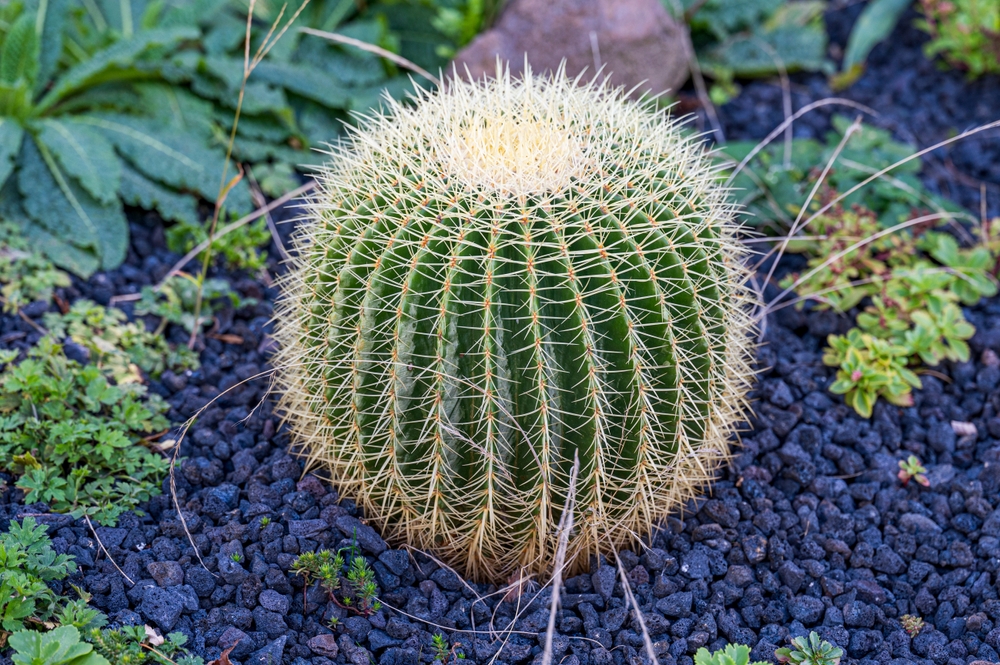 Un cactus Echinocactus grusonii în pietriș negru.