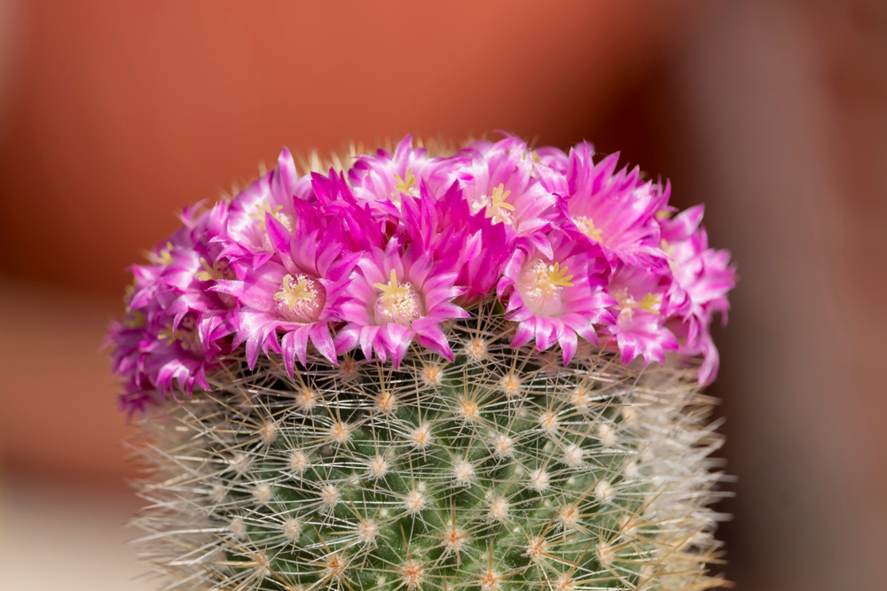 Tipuri de cactuși de apartament: Mammillaria cu coroniță din flori roz.