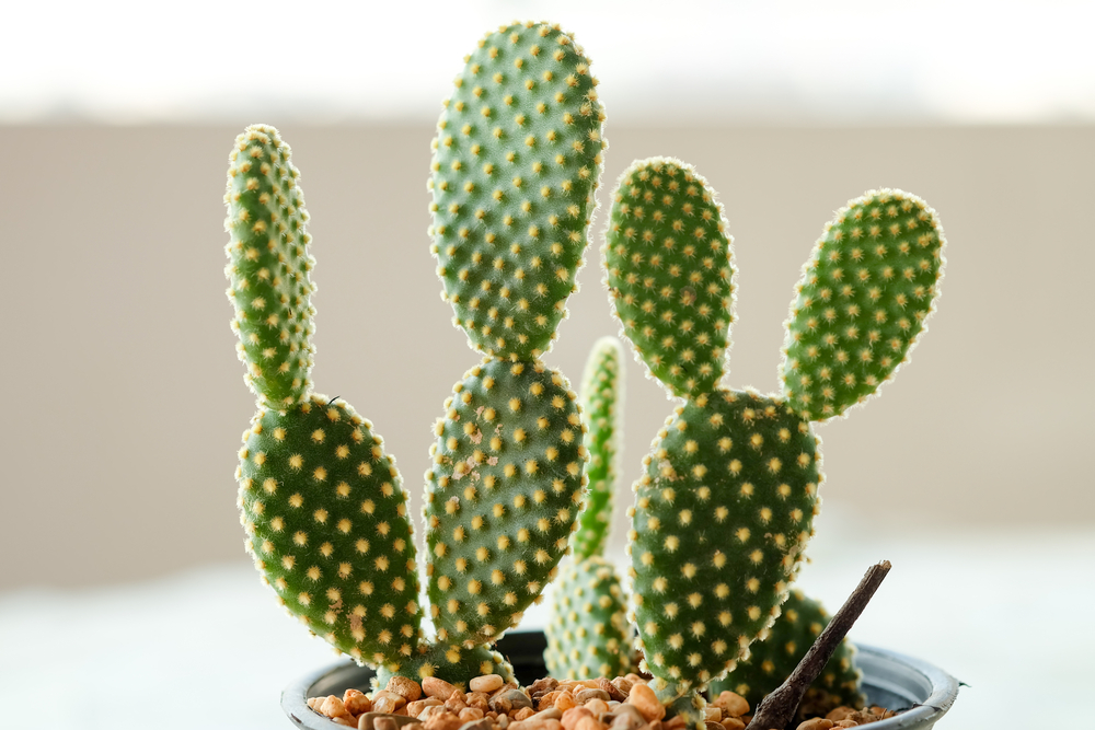 Un cactus opuntia într-un ghiveci, într-o cameră foarte luminoasă.