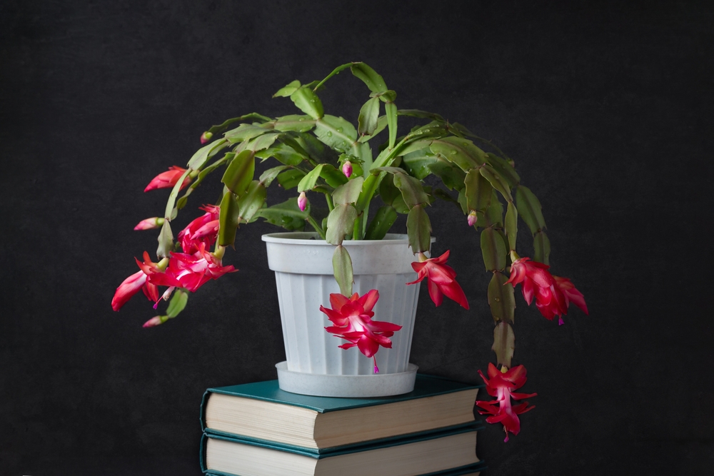 Tipuri de cactuși de apartament: un ghiveci alb cu o schlumbergera cu flori siclam pe un teanc de cărți și fundal negru.