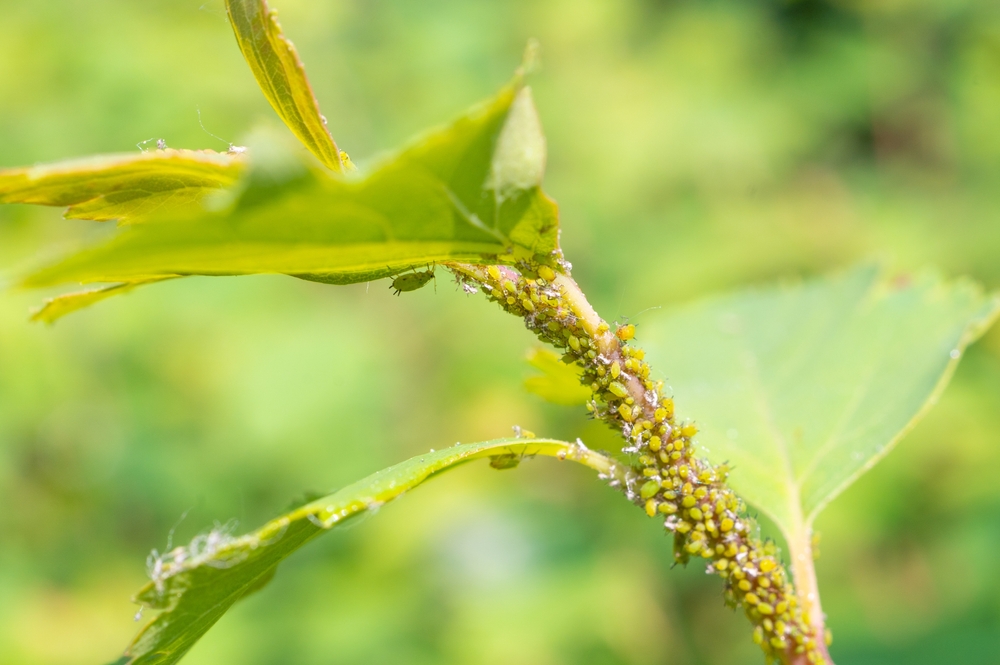 planta afectata de paduchii plantelor