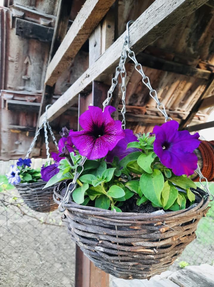 Tinerii au o grădină care le oferă bunătăți pe care le transformă în produse bio