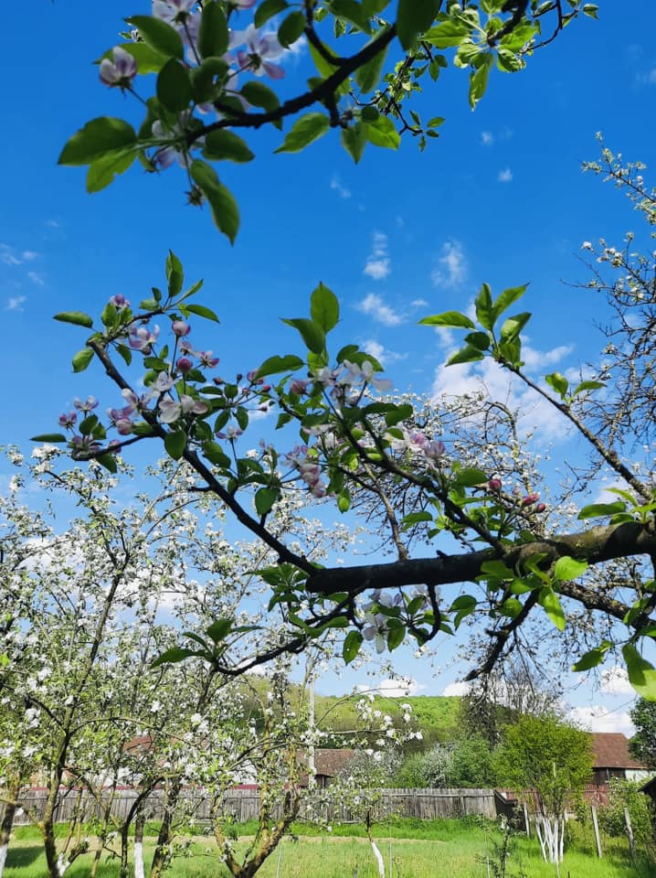 Curtea este spațioasă și plină de pomi fructiferi