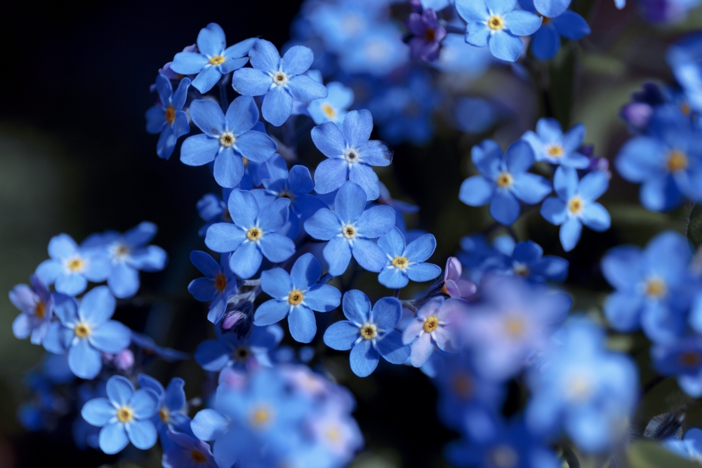 florea de nu ma uita albastra