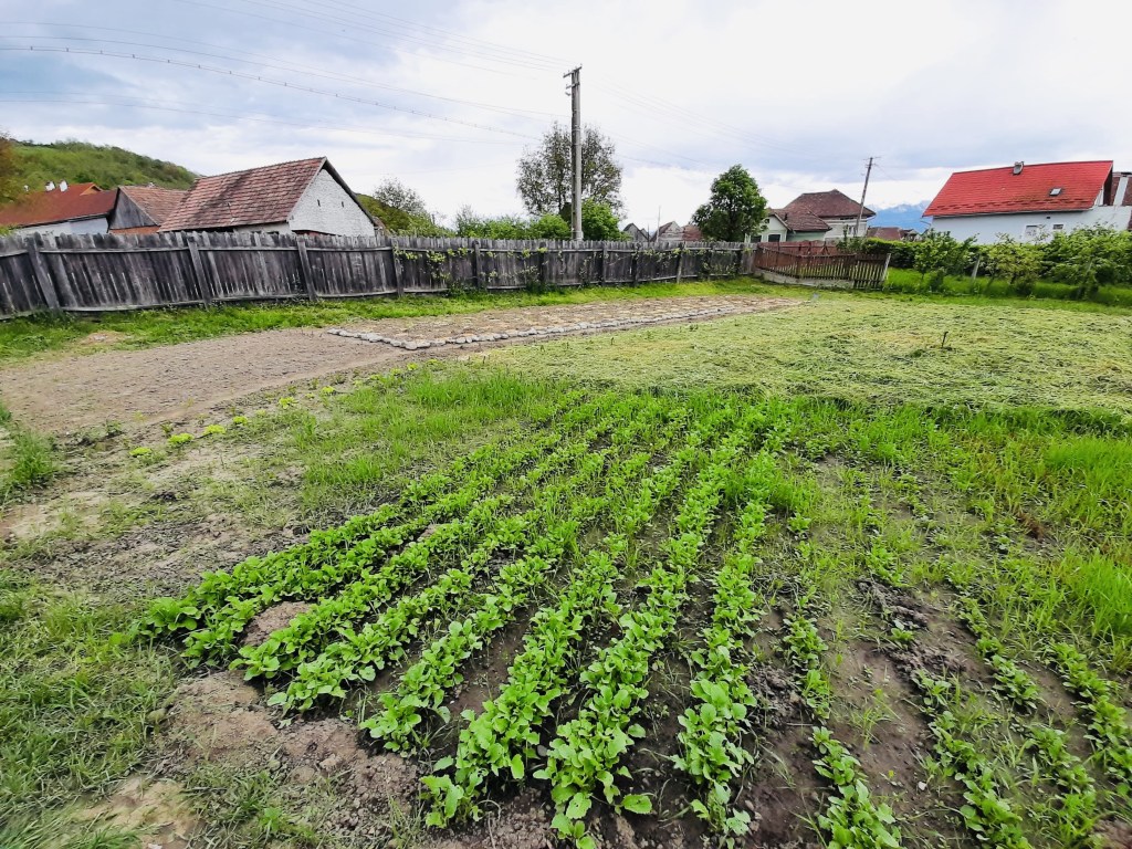 Tinerii au o grădină care le oferă bunătăți pe care le transformă în produse bio