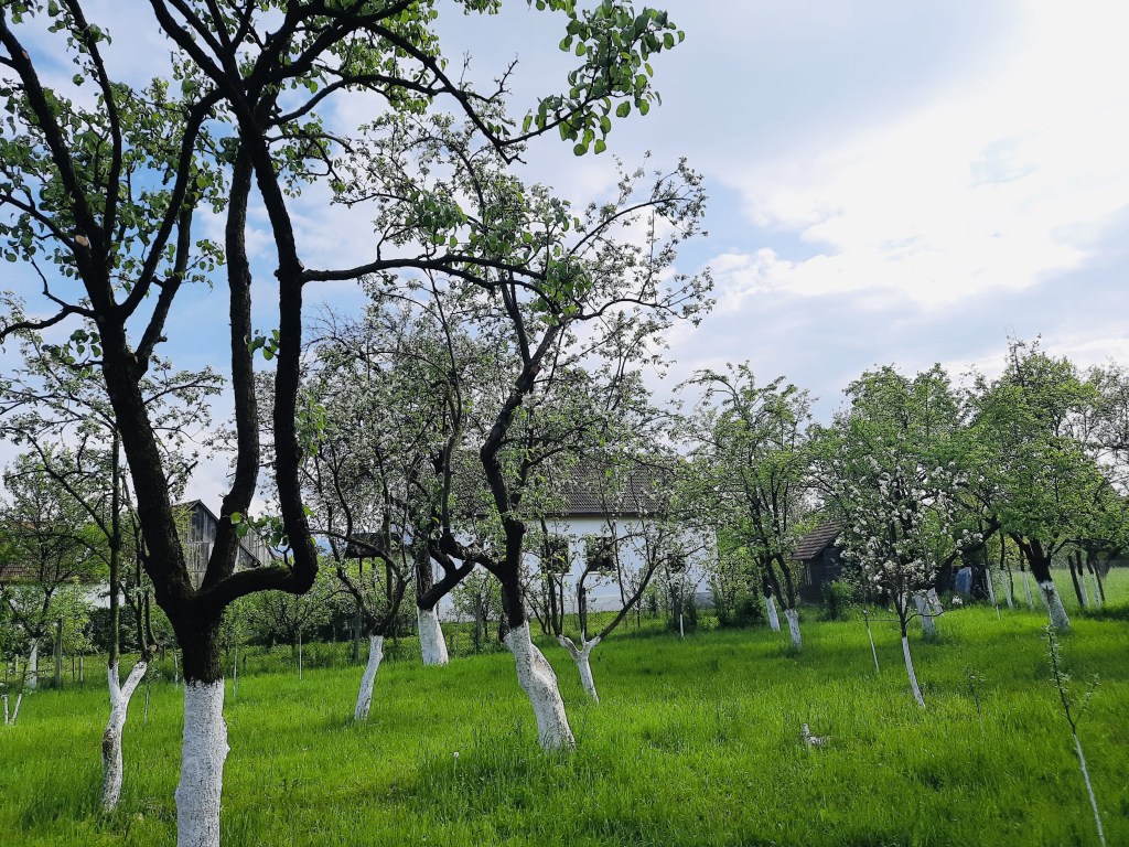 Curtea este spațioasă și plină de pomi fructiferi