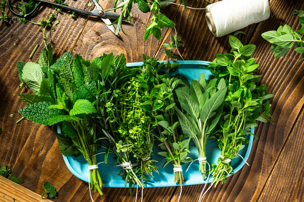 plante aromarice contra tantarilor rozmarin menta