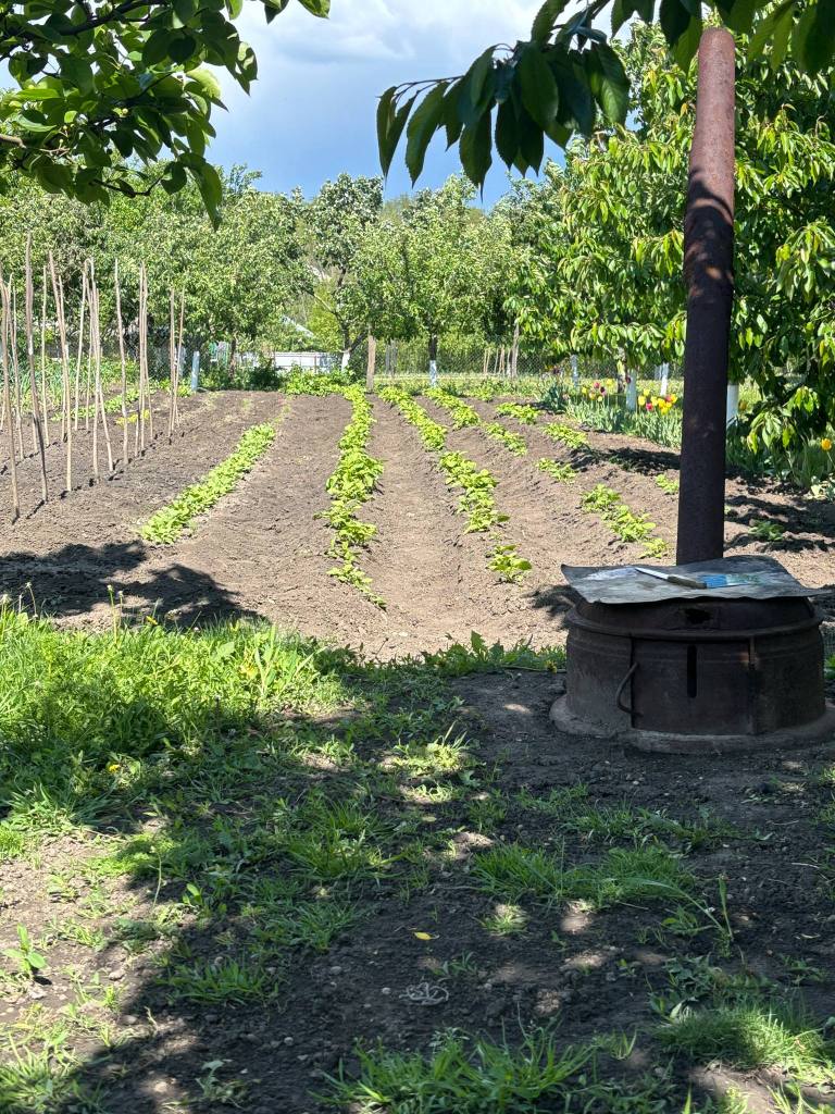 Crina și-a dorit o grădină foarte verde, cu mulți brazi