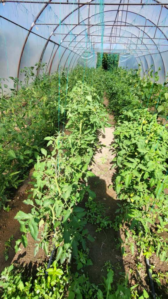 Iulia a construit la grădina ei din 2015 până în 2017, dar spune că munca nu se termină niciodată