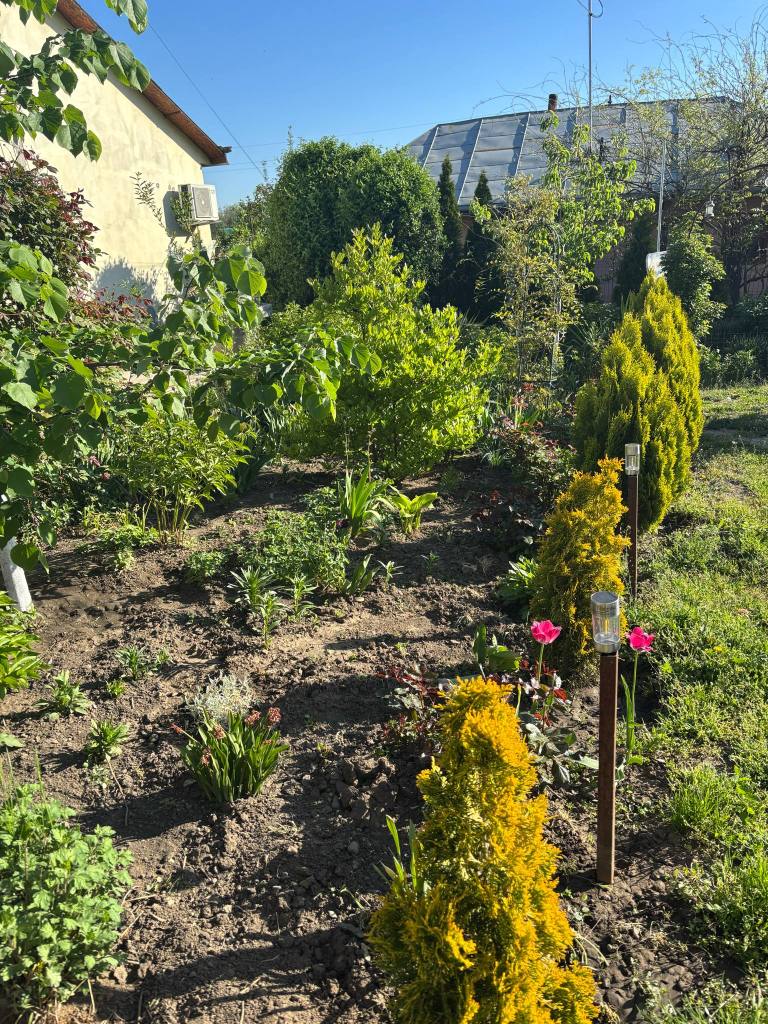 Crina și-a dorit o grădină foarte verde, cu mulți brazi