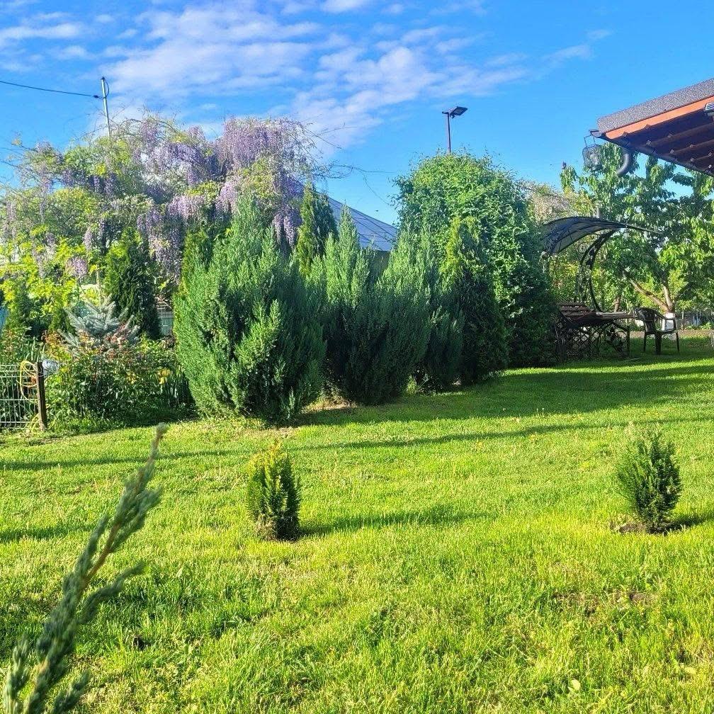 Crina și-a dorit o grădină foarte verde, cu mulți brazi